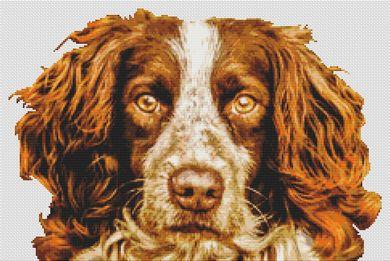 Springer Spaniel - Liver
